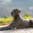 greatdane21